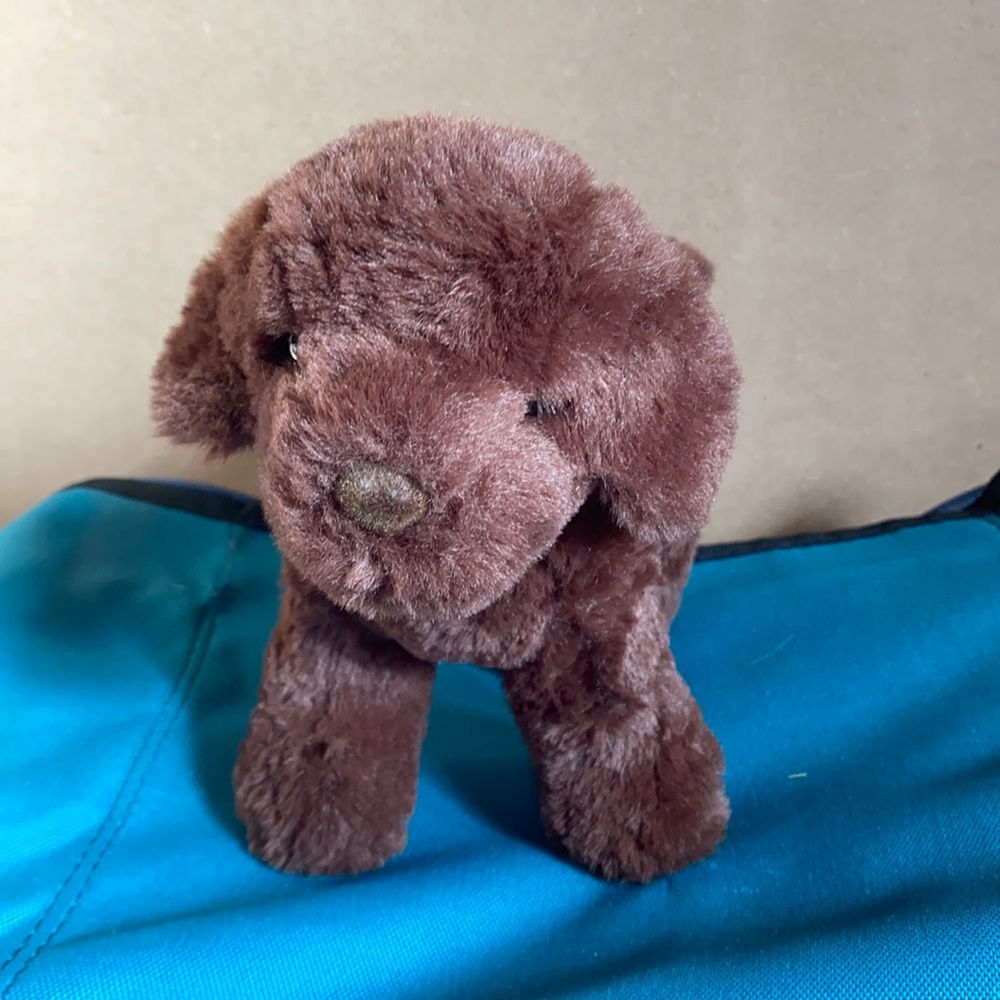 Douglas Chocolate Lab